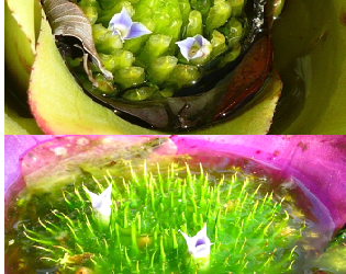 O que sustenta os ecossistemas aquáticos?