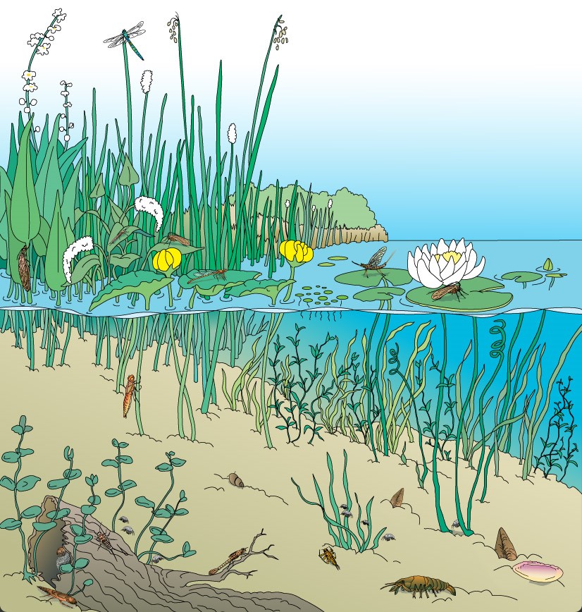 Esquema de macroinvertebrados bentônicos estritamente aquáticos e larvas de insetos forrageando o sedimento e macrófitas aquáticas.  Fonte:http://floridaswater.com/education/macroinvertebrates.html