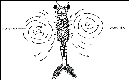 Fluxo de alimento Anostraca. Fonte: Bernice (1991)