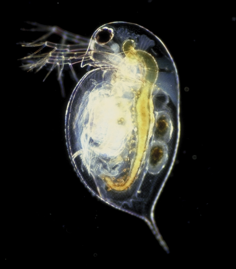 daphnia_pulex