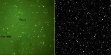 Agentes infecciosos desejáveis: a função ecológica dos vírus em ecossistemas aquáticos