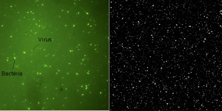 Agentes infecciosos desejáveis: a função ecológica dos vírus em ecossistemas aquáticos