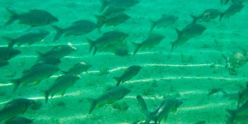 Aquela tal biodiversidade