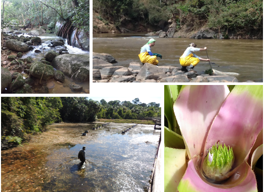 Seria Limnologia o estudo do Limo?