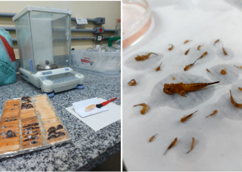 Diversidade animal e vegetal: Uma introdução às macrófitas e aos macroinvertebrados aquáticos!