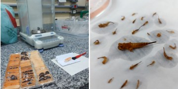 Diversidade animal e vegetal: Uma introdução às macrófitas e aos macroinvertebrados aquáticos!