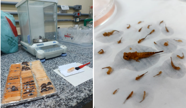 Diversidade animal e vegetal: Uma introdução às macrófitas e aos macroinvertebrados aquáticos!