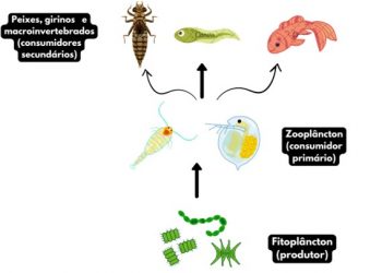 O plâncton: um universo microscópico nas águas