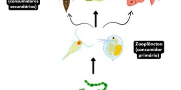 O plâncton: um universo microscópico nas águas