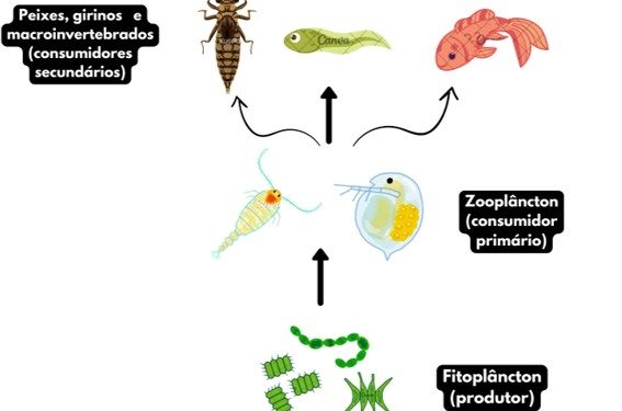 O plâncton: um universo microscópico nas águas