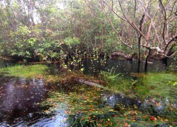 Entre poças e lagoas, do PELD ao INCT: a trajetória recente da Limnologia UFRJ nas áreas úmidas da Restinga de Jurubatiba