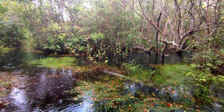 Entre poças e lagoas, do PELD ao INCT: a trajetória recente da Limnologia UFRJ nas áreas úmidas da Restinga de Jurubatiba