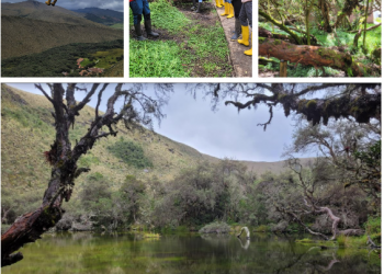 Por quais trilhas você tem caminhado?