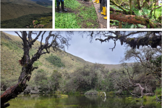 Por quais trilhas você tem caminhado?